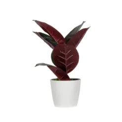 PLANTA ARTIFICIAL PAPERFLOW FICUS ELASTICA 36 CM